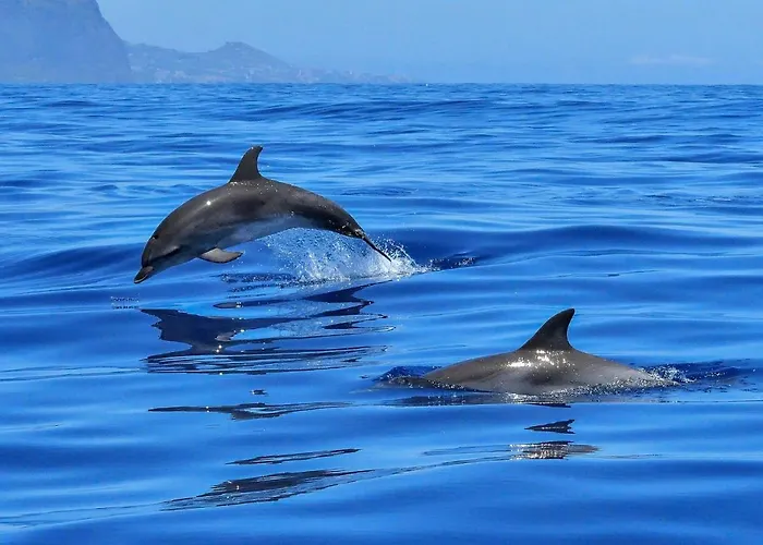 Sophia By Alma * Caniço